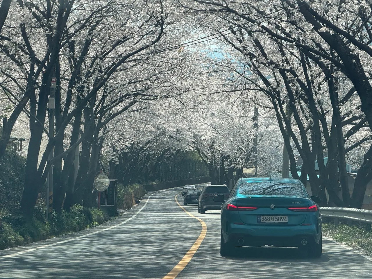 A cherry blossom tunnel in full bloom