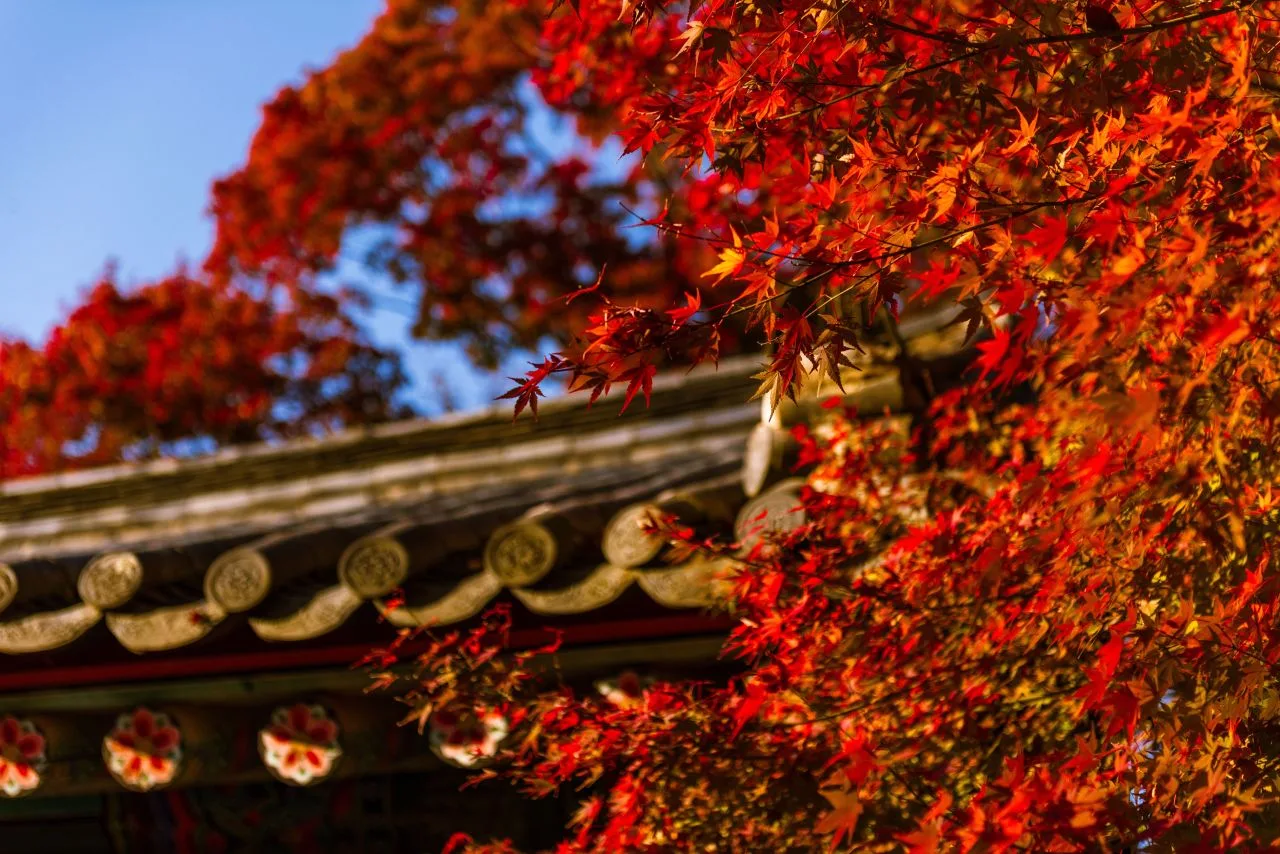 Bulguksa Temple's stone bridges and wooden halls in Gyeongju