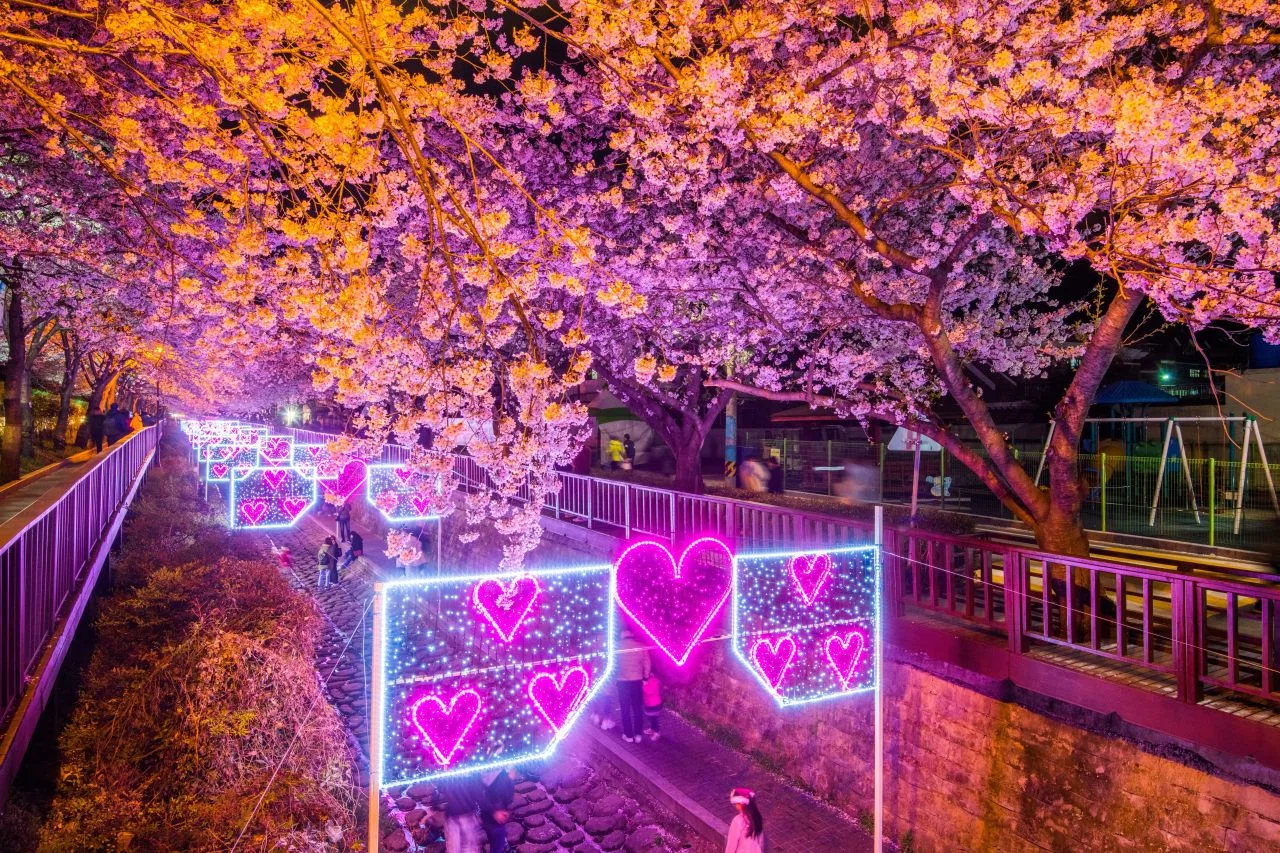 Cherry blossoms at Jinhae Gunhangje festival