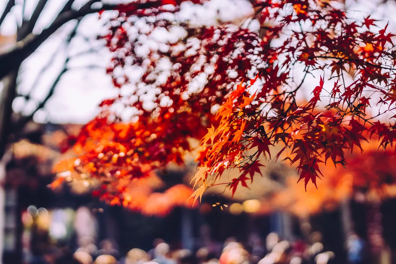 Korean maple leaves close up